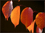 листья 2